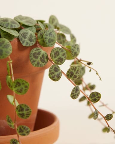Baby Peperomia String of Turtles Prostrata