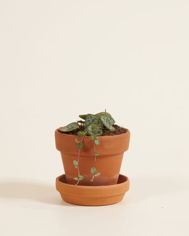Baby Ceropegia Woodii Lantern Flower String of Hearts
