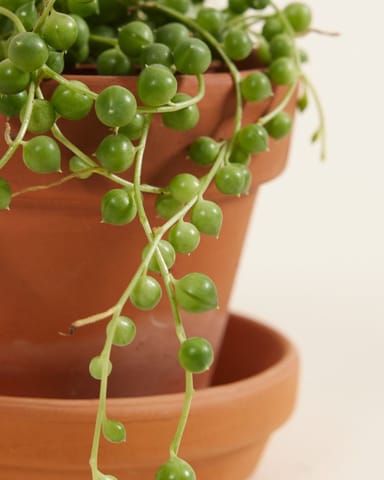 Baby Senecio String of pearls Rowleyanus