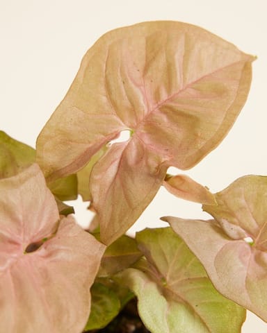 Bébé Syngonium Patte-d'oie  Neon
