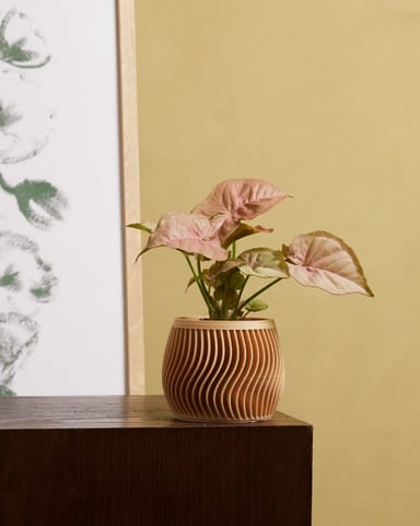 Bébé Syngonium Patte-d'oie  Neon