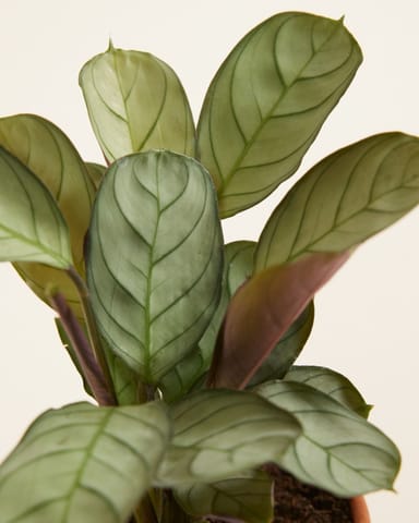 Bébé Ctenanthe Amagris