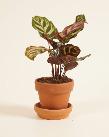 Baby Calathea Peacock plant Makoyana