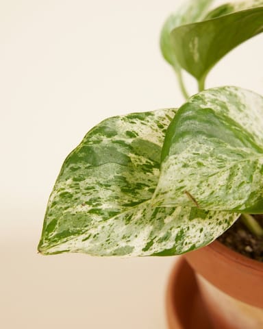 Bébé Epipremnum Pothos Aureum Marble Queen