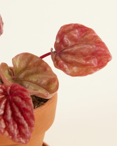 Baby Peperomia Krokodillentranen Quito