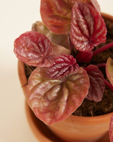 Baby Peperomia Krokodillentranen Quito