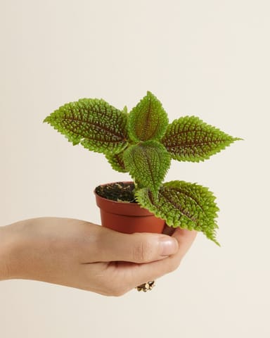 Bebé Pilea Pancake plant Moon Valley