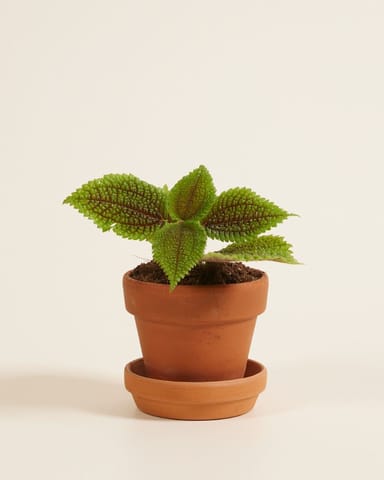 Bebé Pilea Pancake plant Moon Valley
