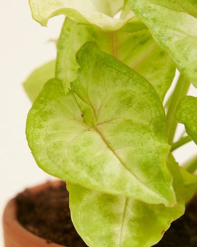 Baby Syngonium Arrowhead Golden Allusion