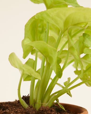 Baby Syngonium Arrowhead Golden Allusion