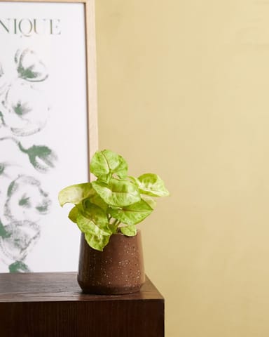 Baby Syngonium Arrowhead Golden Allusion