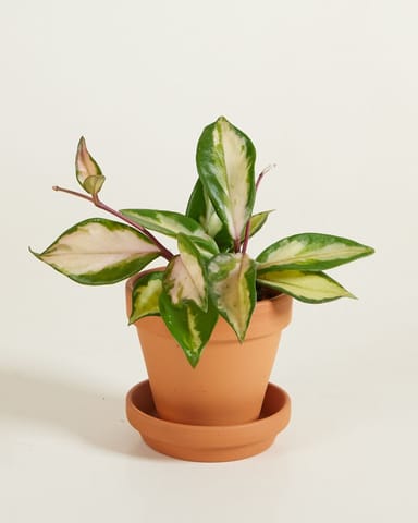 Baby Hoya Wax plant Carnosa Tricolor