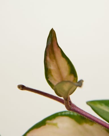 Baby Hoya Wax plant Carnosa Tricolor