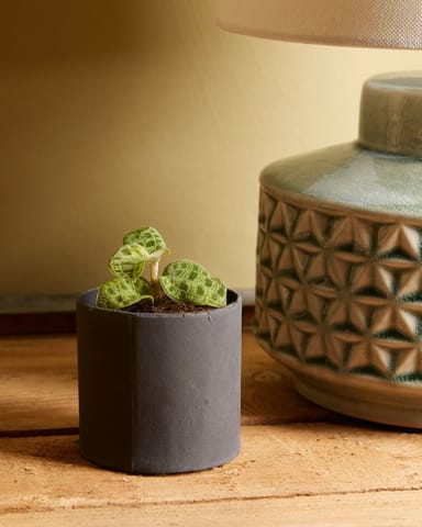 Baby Jewel Orchid Macodes Petola
