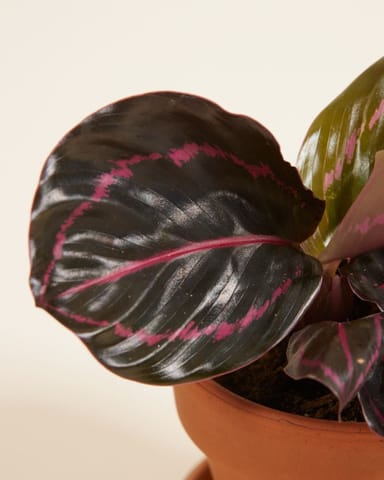 Baby Calathea Pfeilwurze Roseopicta Dottie