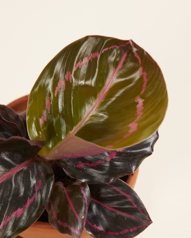 Baby Calathea Pfeilwurze Roseopicta Dottie