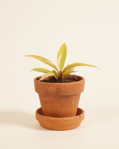 Baby Philodendron Prince of Orange