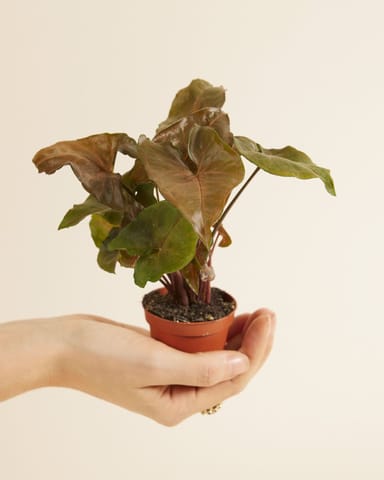 Baby Syngonium Arrowhead Maria Allusion