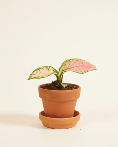 Baby Aglaonema Chinese Evergreen Red Valentine