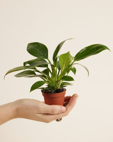 Baby Philodendron Filodendro Birkin