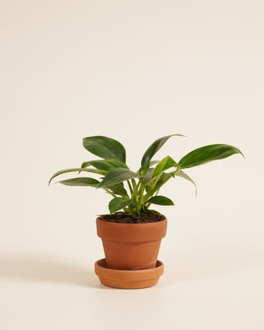 Baby Philodendron Filodendro Birkin