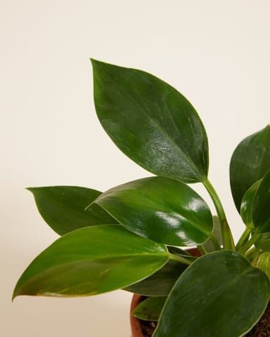 Baby Philodendron Filodendro Birkin