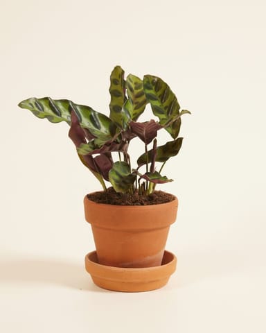 Baby Calathea Pauwenplant Lancifolia Insigne