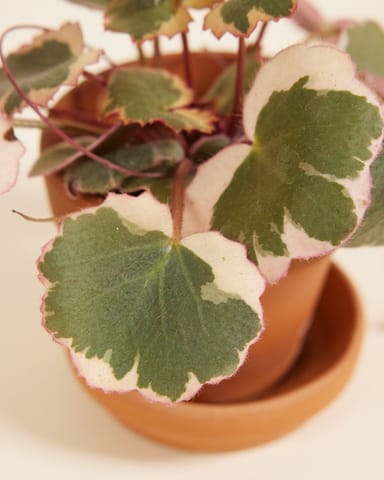 Baby Saxifraga Strawberry Saxifraga Tricolor