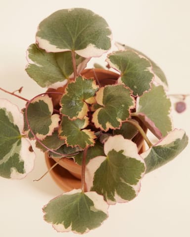 Baby Saxifraga Strawberry Saxifraga Tricolor