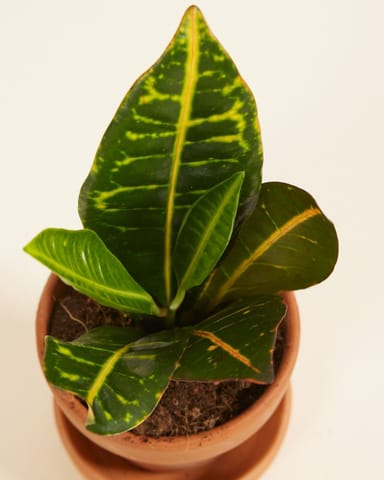 Baby Codiaeum Fire croton Petra