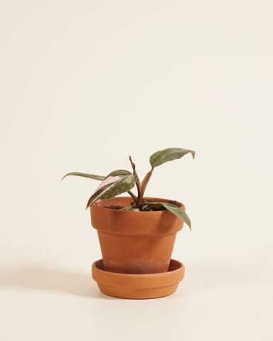 Baby Philodendron Baumfreund Pink Princess