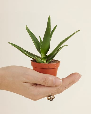 Baby Vera Wonderplant Aloë
