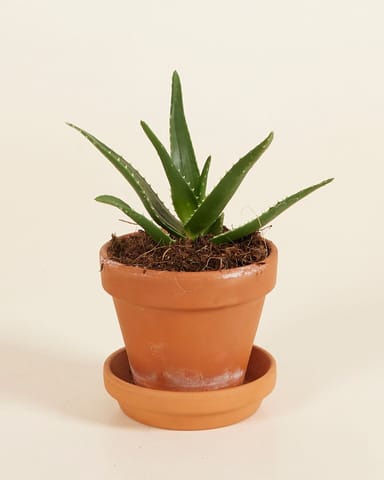 Baby Vera Wonderplant Aloë