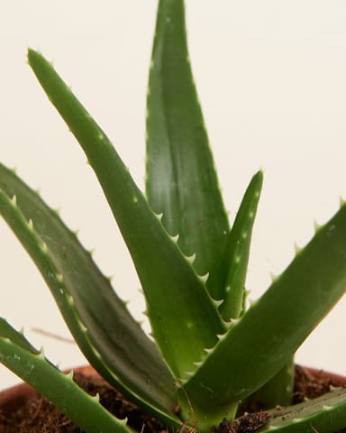 Baby Vera Wonderplant Aloë