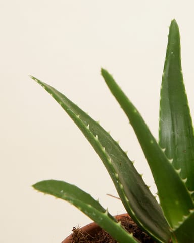 Baby Vera Wonderplant Aloë
