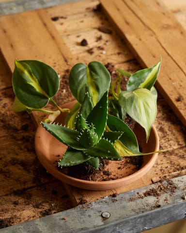 Baby Vera Wonderplant Aloë