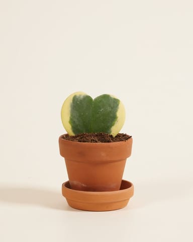 Baby Hoya Kerrii Albomarginata