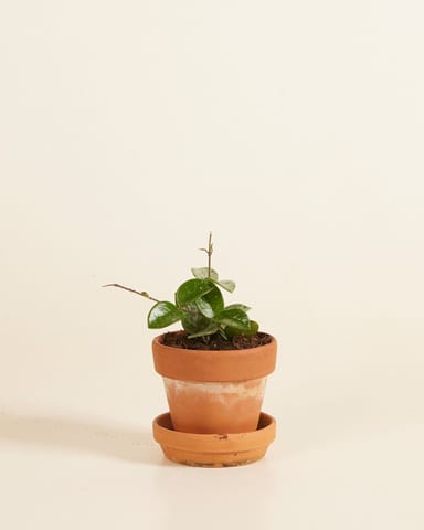 Baby Hoya Mathilde