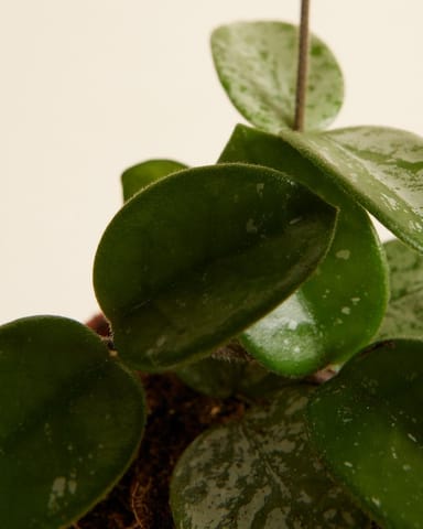 Baby Hoya Mathilde