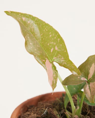 Baby Syngonium Pink Splash