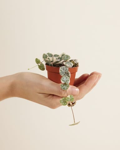 Bébé Ceropegia Chaîne des cœurs Woodii Variegata