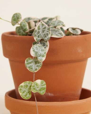 Bébé Ceropegia Chaîne des cœurs Woodii Variegata