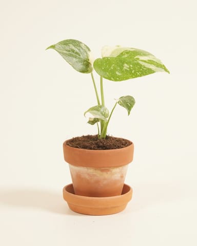 Bébé Monstera Plante-gruyère Thai Constellation