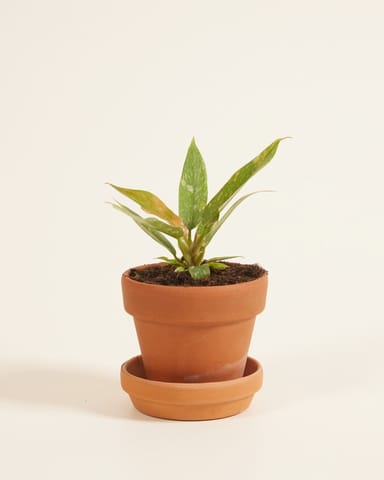 Bébé Philodendron Ring of Fire