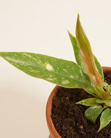 Bébé Philodendron Ring of Fire
