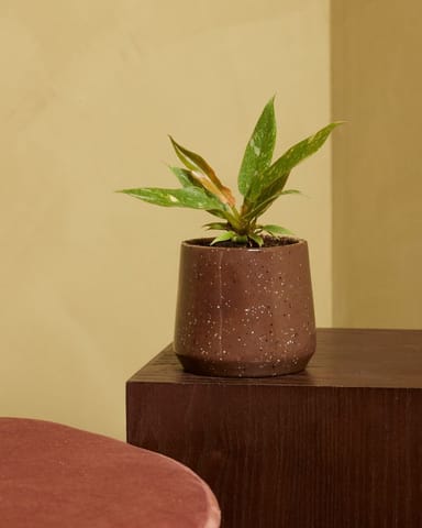 Bébé Philodendron Ring of Fire