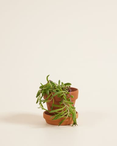 Baby Senecio Herreianus Purple Flush
