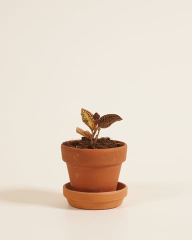Baby Jewel Orchid Coral