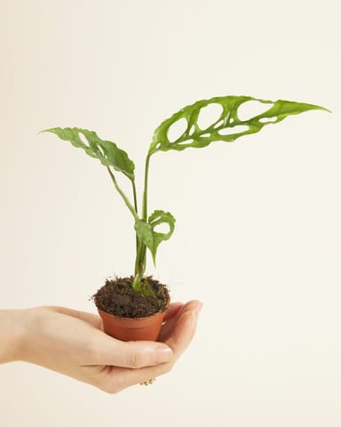 Baby Monstera Pianta del pane americana Obliqua