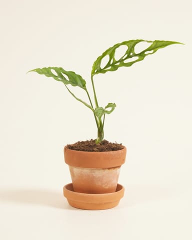 Baby Monstera Pianta del pane americana Obliqua